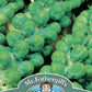 Mr Fothergill's Vegetable Seeds Brussels Sprout Evesham Special - 500 Seeds