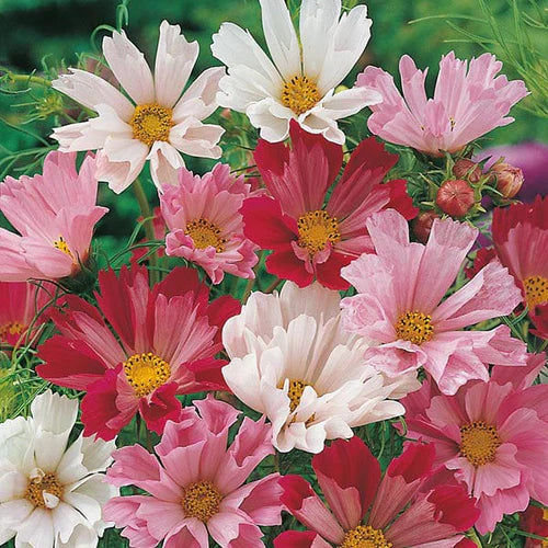 Mr Fothergill's Flower Seeds Cosmos Seashells Mixed -  60 Seeds