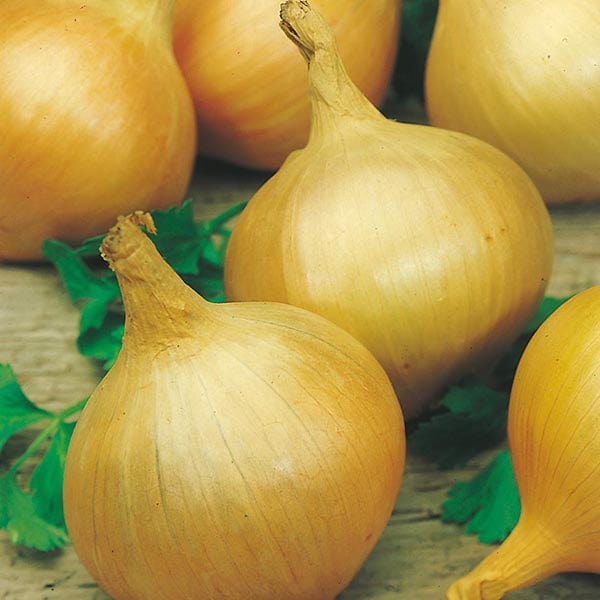 Mr Fothergill's Vegetable Seeds Onion Bedfordshire Champion - 350 Seeds