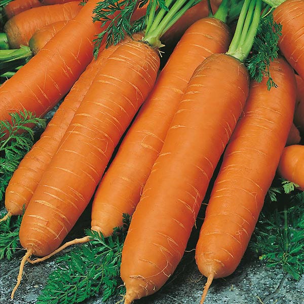 Mr Fothergill's Vegetable Seeds Carrot Flyaway F1 - 500 Seeds