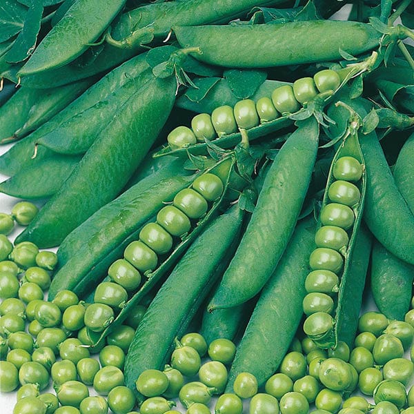 Mr Fothergill's Vegetable Seeds Pea Onward - 275 Seeds