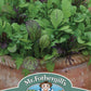 Mr Fothergill's Salad Seeds Mixed Spicy Salad Leaves - 650 Seeds