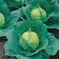 Mr Fothergill's Vegetable Seeds Cabbage Golden Acre / Primo II - 500 Seeds