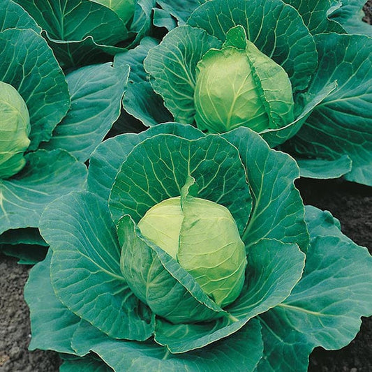 Mr Fothergill's Vegetable Seeds Cabbage Golden Acre / Primo II - 500 Seeds