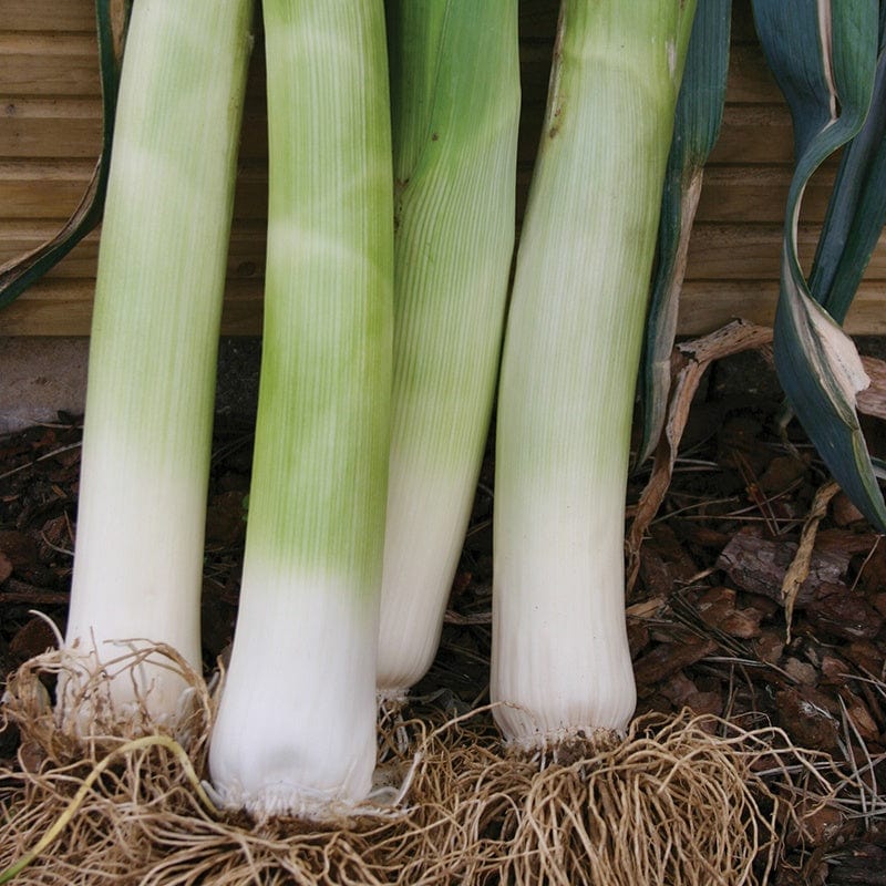 Mr Fothergill's Vegetable Seeds Leek Musselburgh - 500 Seeds