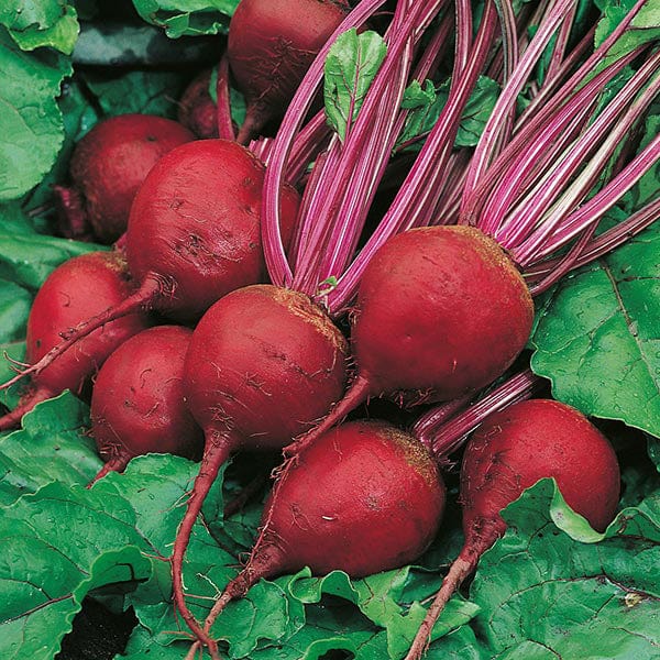 Mr Fothergill's Vegetable Seeds Beetroot Perfect 3 - 275 Seeds