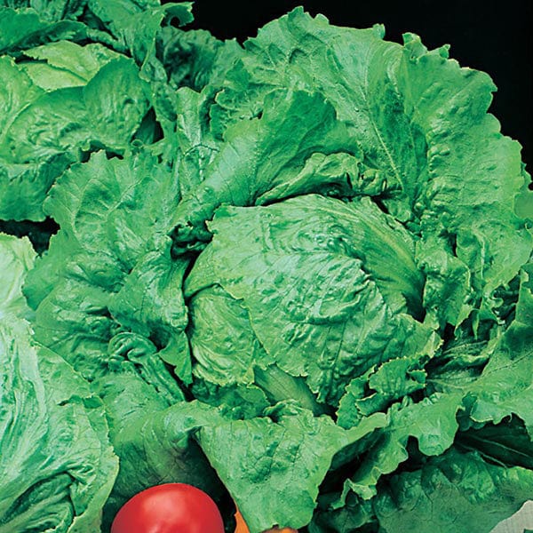 Mr Fothergill's Salad Seeds Lettuce Webbs Wonderful - 1,250 Seeds