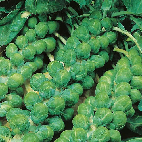 Mr Fothergill's Vegetable Seeds Brussels Sprout Evesham Special - 500 Seeds