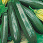 Mr Fothergill's Vegetable Seeds Courgette Primula F1 - 10 Seeds