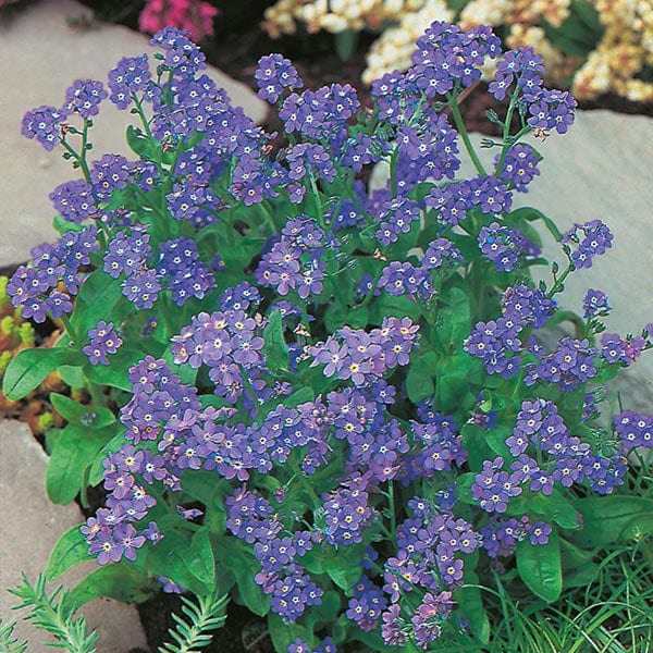 Mr Fothergill's Flower Seeds Forget Me Not Indigo - 300 Seeds