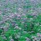 Mr Fothergill's Vegetable Seeds Green Manure Phacelia Tanacetifol - 39g Covers 15sq.m