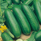 Mr Fothergill's Salad Seeds Cucumber Socrates F1 - 5 Seeds