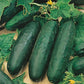 Mr Fothergill's Salad Seeds Cucumber Marketmore 76 - 25 Seeds