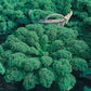 Mr Fothergill's Vegetable Seeds Kale Dwarf Green Curled - 400 Seeds