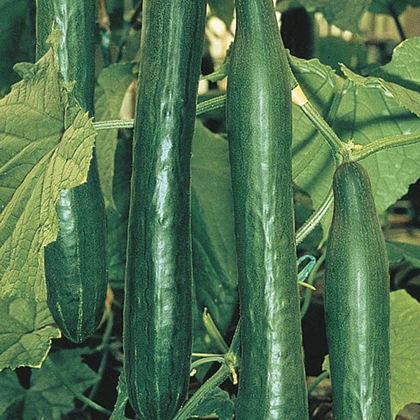 Mr Fothergill's Salad Seeds Cucumber Telepathy F1 - 10 Seeds