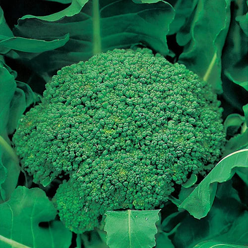 Mr Fothergill's Vegetable Seeds Broccoli Autumn Green  - 250 Seeds