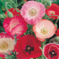 Mr Fothergill's Flower Seeds Poppy Shirley Single Mixed - 1500 Seeds