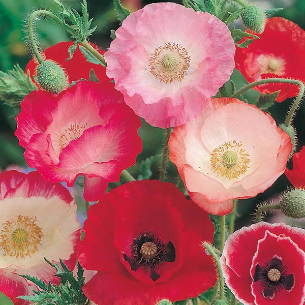 Mr Fothergill's Flower Seeds Poppy Shirley Single Mixed - 1500 Seeds