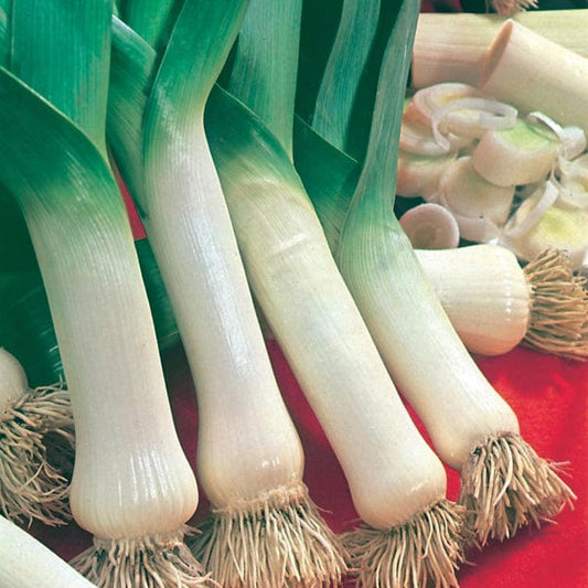 Mr Fothergill's Vegetable Seeds Leek Lyon 2 Prizetaker - 500 Seeds