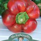 Mr Fothergill's Vegetable Seeds Pepper (Sweet) King of the North - 20 Seeds