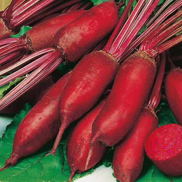 Mr Fothergill's Vegetable Seeds Beetroot Renova - 250 Seeds