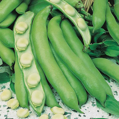 Mr Fothergill's Vegetable Seeds Broad Bean Witkiem Manita - 45 Seeds