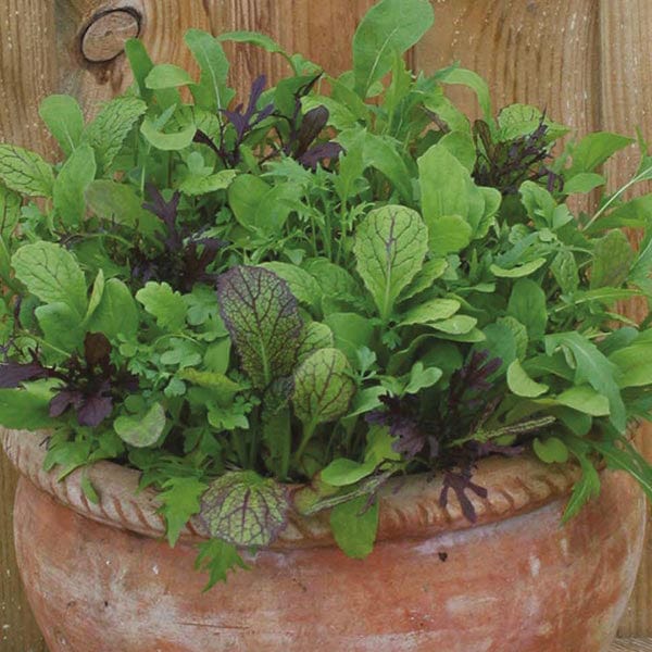 Mr Fothergill's Salad Seeds Mixed Spicy Salad Leaves - 650 Seeds