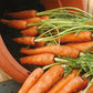 Mr Fothergill's Vegetable Seeds Carrot Amsterdam 3 Sprint - 1,500 Seeds