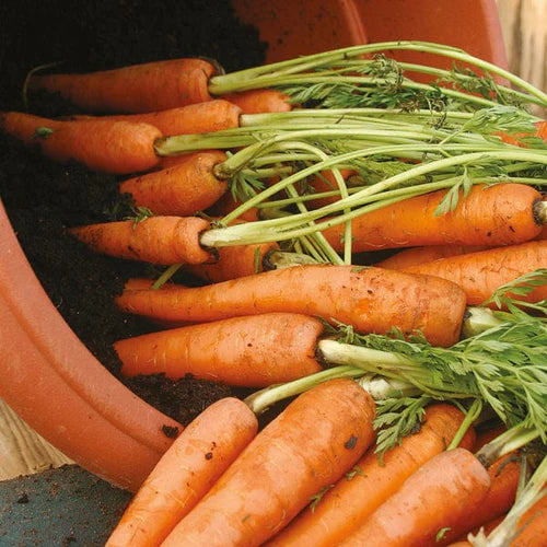 Mr Fothergill's Vegetable Seeds Carrot Amsterdam 3 Sprint - 1,500 Seeds