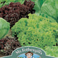 Mr Fothergill's Salad Seeds Lettuce Headed Mixed - 1,000 Seeds