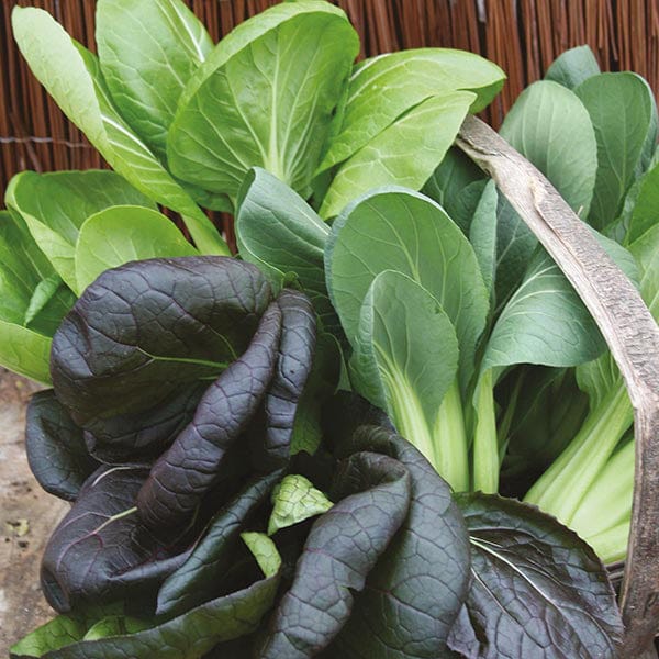 Mr Fothergill's Salad Seeds Pak Choi Colour & Crunch F1 - 175 Seeds