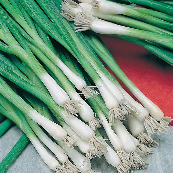 Mr Fothergill's Salad Onion (Spring) Guardsman - 350 Seeds