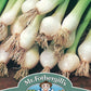 Mr Fothergill's Salad Seeds Onion (Spring) White Lisbon - 650 Seeds