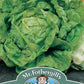 Mr Fothergill's Salad Seeds Lettuce All The Year Round - 1,250 Seeds