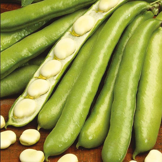 Mr Fothergill's Vegetable Seeds Broad Bean De Monica - 45 Seeds