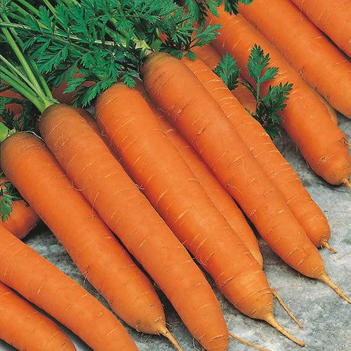 Mr Fothergill's Vegetable Seeds Carrot Romance F1 - 500 Seeds