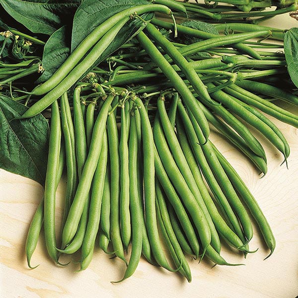 Mr Fothergill's Vegetable Seeds Dwarf French Bean Rondo - 100 Seeds