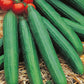 Mr Fothergill's Salad Seeds Cucumber Louisa F1 - 5 Seeds