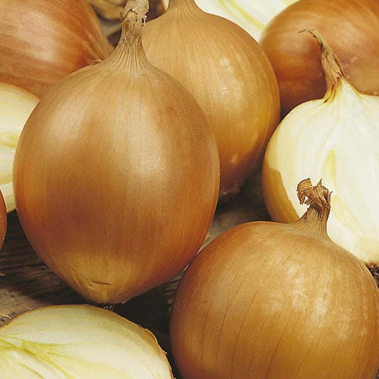 Mr Fothergill's Vegetable Seeds Onion Santero F1 - 75 Seeds