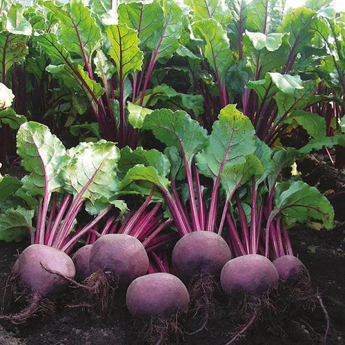 Mr Fothergill's Vegetable Seeds Beetroot Moulin Rouge - 150 Seeds