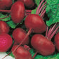 Mr Fothergill's Vegetable Seeds Beetroot Crosbys Egyptian - 275 Seeds