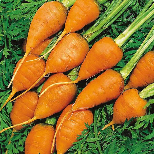 Mr Fothergill's Vegetable Seeds Carrot Royal Chantenay 3 - 1,000 Seeds