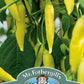 Mr Fothergill's Vegetable Seeds Pepper (Hot) Havana Gold - 10 Seeds