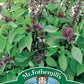 Mr Fothergill's Herb Seeds Basil Thai - 300 Seeds