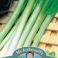 Mr Fothergill's Salad Seeds Onion (Spring) Katana F1 - 250 Seeds