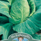 Mr Fothergill's Vegetable Seeds Cabbage Offenham 2 (Flower of Spring) - 500 Seeds