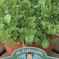 Mr Fothergill's Salad Seeds Mixed Oriental Salad Leaves - 1200 Seeds