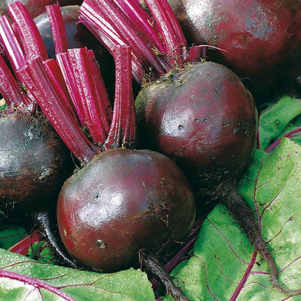 Mr Fothergill's Vegetable Seeds Beetroot Moneta - 150 Seeds