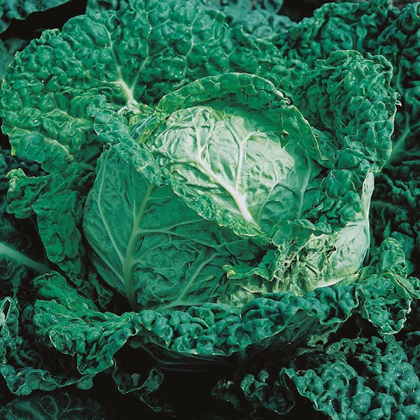 Mr Fothergill's Vegetable Seeds Cabbage Savoy King F1 - 50 Seeds