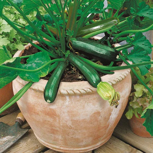 Mr Fothergill's Vegetable Seeds Courgette Midnight F1 - 10 Seeds